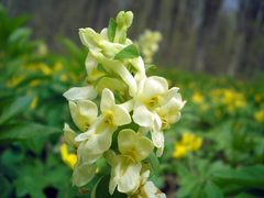 Corydalis cava marschalliana