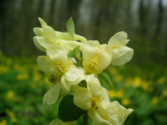 Corydalis cava marschalliana