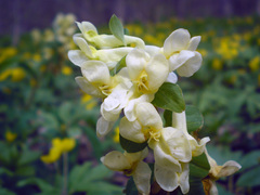 Corydalis cava marschalliana