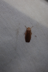 Danielithosia immaculata