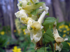 Corydalis cava marschalliana
