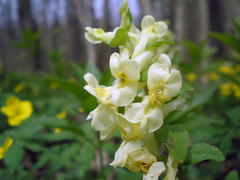 Corydalis cava marschalliana