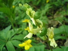 Corydalis cava marschalliana