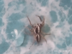 Plexippus paykulli