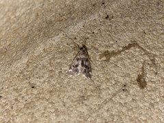 Hygraula