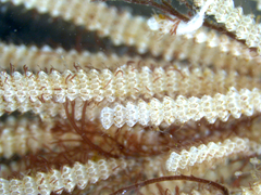 Electra verticillata