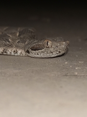 Bothrops diporus