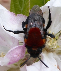 Melecta