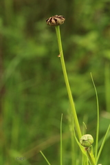 Microbotryum tragopogonis-pratensis
