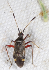 Closterotomus biclavatus