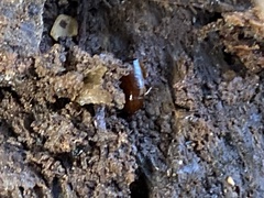 Parcoblatta virginica