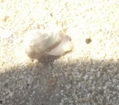 Donacidae
