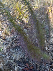 Eupatorium capillifolium