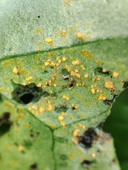 Coleosporium senecionis