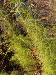Eupatorium capillifolium