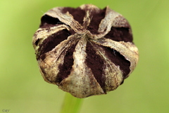 Microbotryum tragopogonis-pratensis