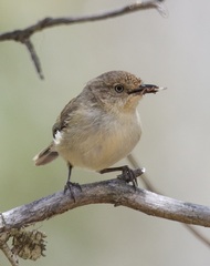 Acanthiza inornata