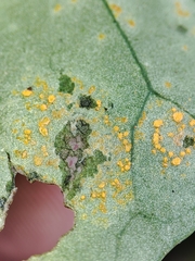 Coleosporium senecionis