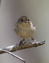 Acanthiza inornata