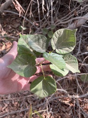Hibiscus tiliaceus