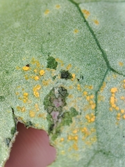 Coleosporium senecionis