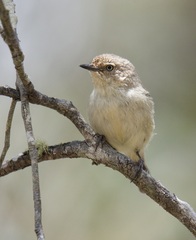 Acanthiza inornata