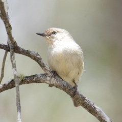 Acanthiza inornata