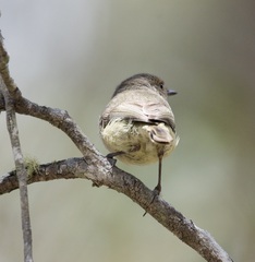 Acanthiza inornata