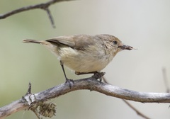 Acanthiza inornata