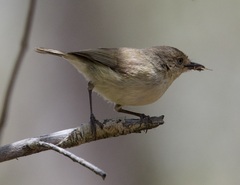 Acanthiza inornata