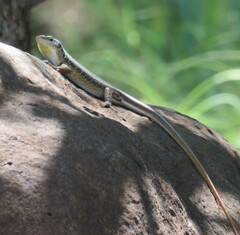 Trachylepis margaritifera