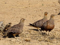 Pterocles namaqua