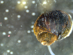 Melarhaphe neritoides