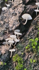 Phloeomana alba