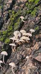 Phloeomana alba