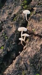 Phloeomana alba