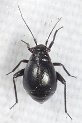 Euryopicoris nitidus