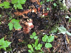 Hypomyces lactifluorum