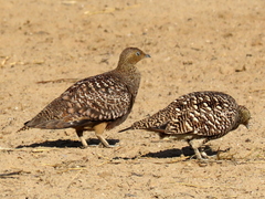 Pterocles namaqua