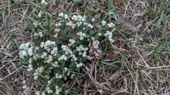 Alternanthera ficoidea