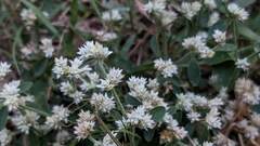 Alternanthera ficoidea