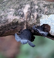 Resupinatus alboniger