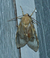Pseudohemihyalea labecula