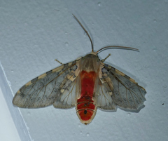 Pseudohemihyalea labecula