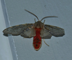 Pseudohemihyalea labecula