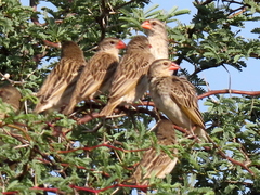 Quelea quelea lathamii