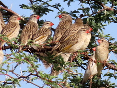 Quelea quelea lathamii