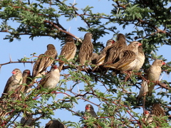 Quelea quelea lathamii