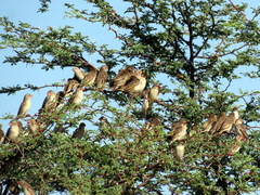 Quelea quelea lathamii