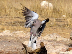 Streptopelia capicola damarensis